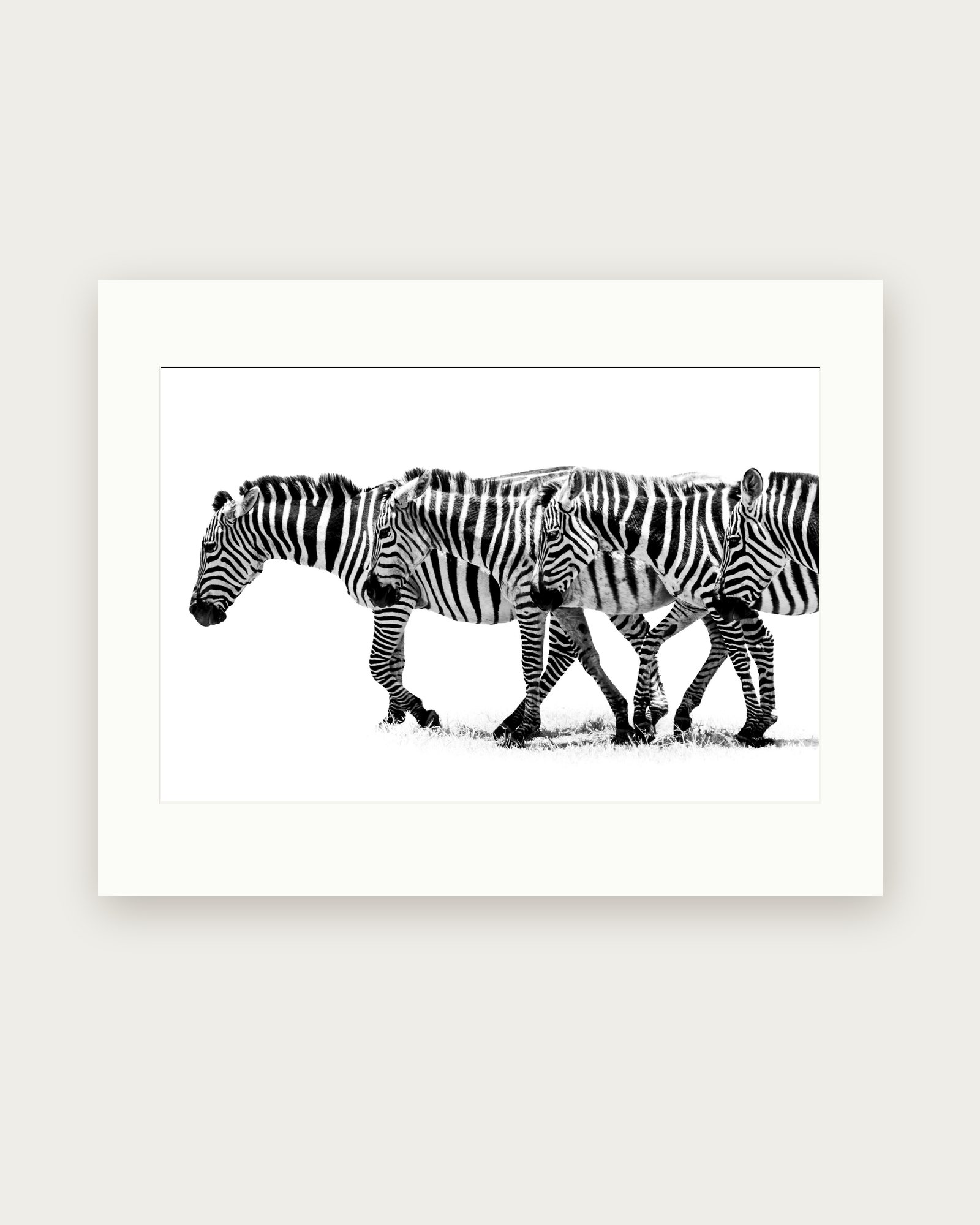 Zebra Quartet