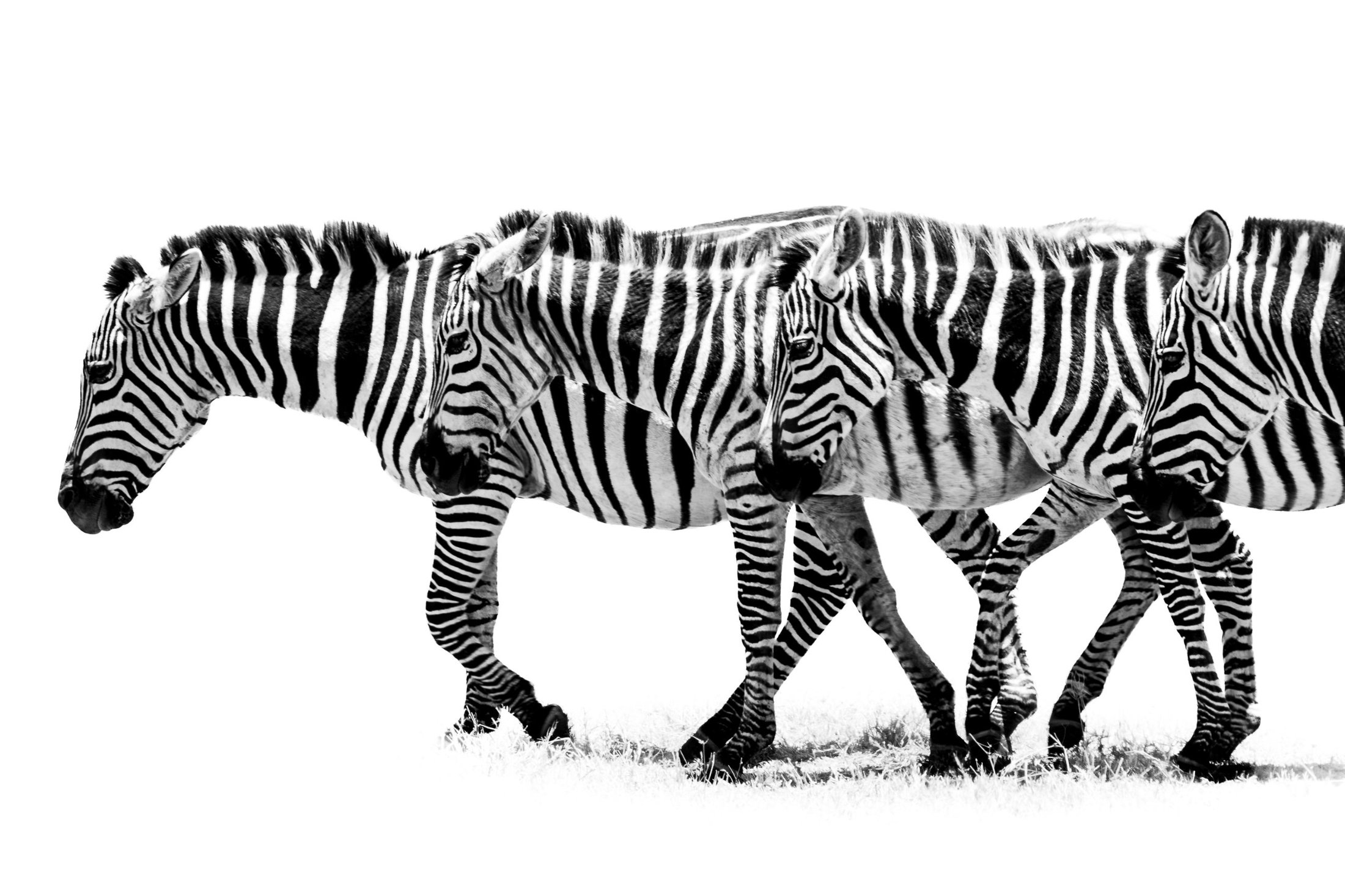 Zebra Quartet - Image 2